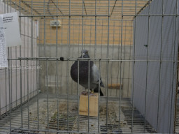 XIV Concurso Exposición de Palomas de Raza en Mula 2024